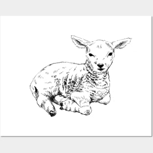 Lamb print Posters and Art